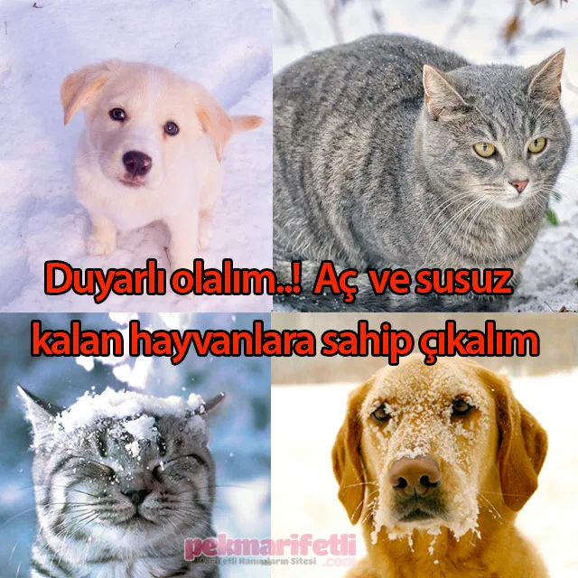 Hayvanları koruyalım..!