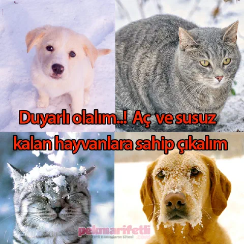 Hayvanları koruyalım..!