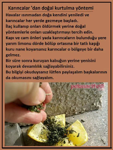 Karıncalardan kurtulma yöntemi